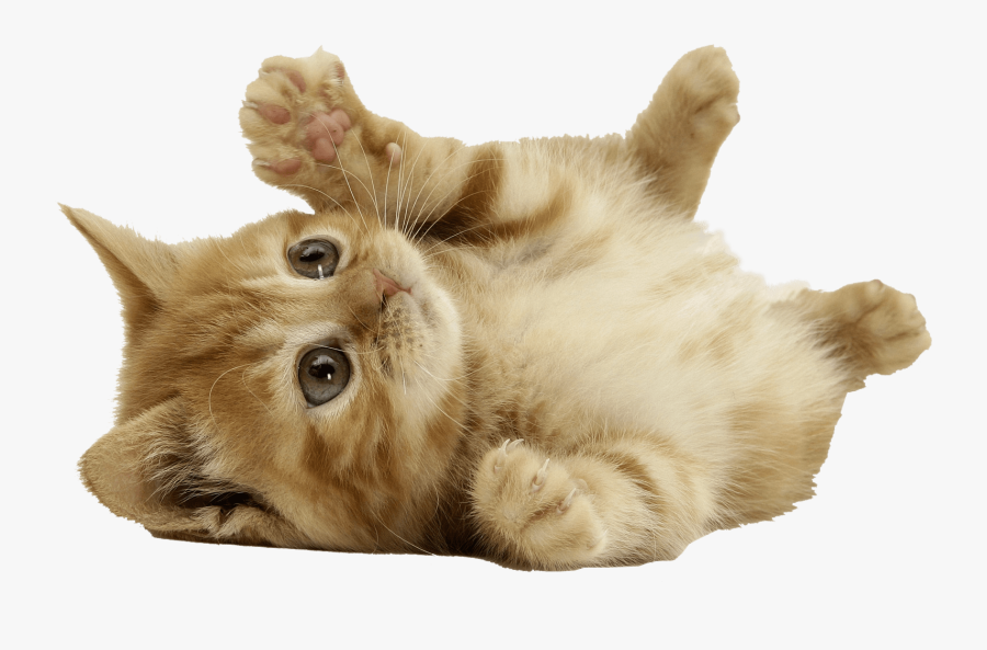 Kitten Png Cute Clipart Kittens Creative Images Download - Cute Cat Transparent Background, Transparent Clipart