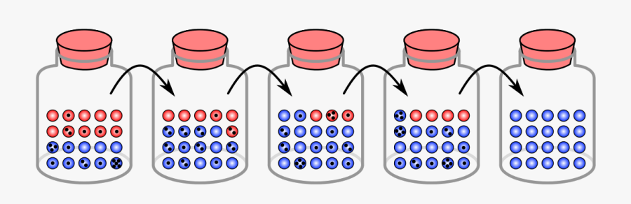 Genetic Equilibrium Vs Genetic Drift, Transparent Clipart