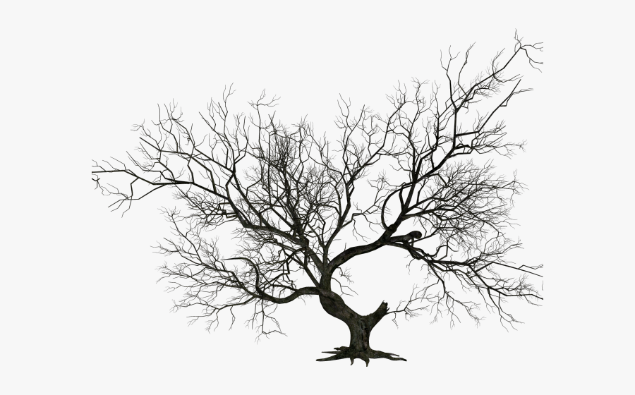 Graveyard Clipart Halloween Tree Dead Tree Png Png - Dead Tree Png Hd, Transparent Clipart