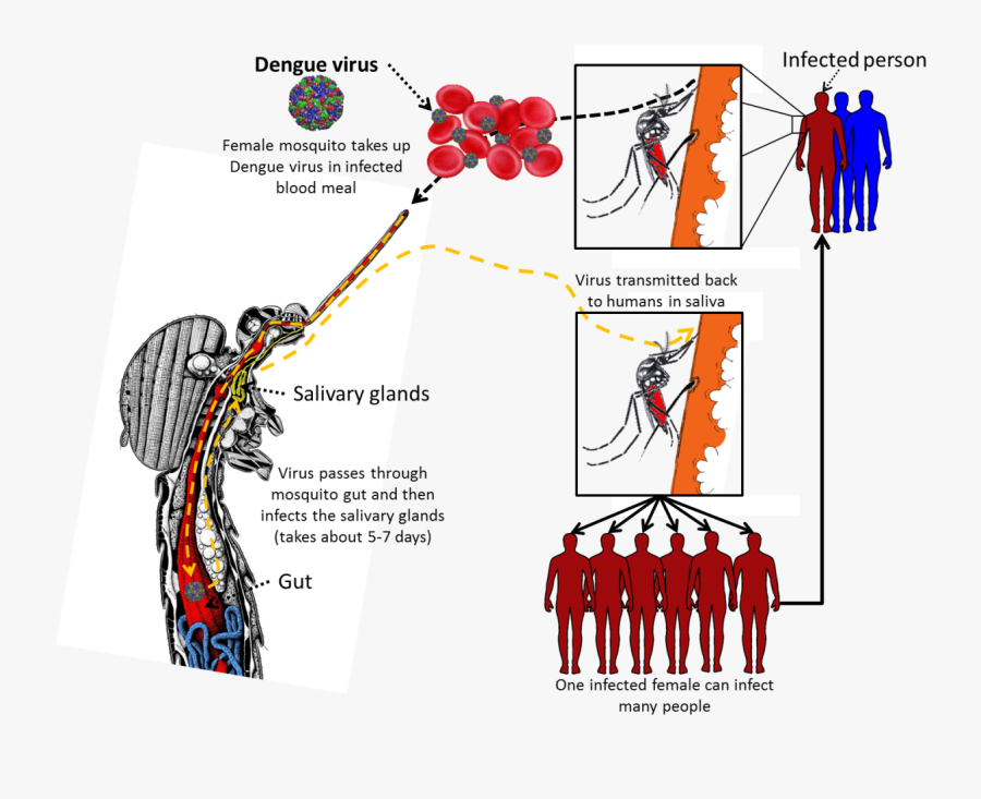 Dengue Fever Life Cycle - Life Cycle Of Dengue Virus In Mosquito, Transparent Clipart