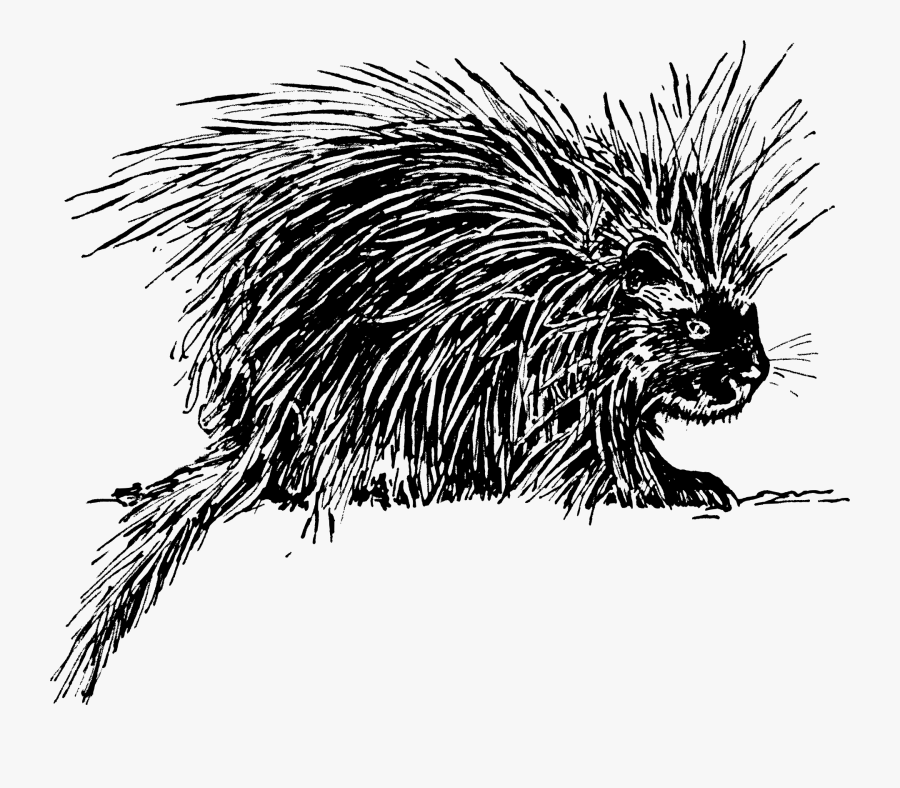 Porcupine - Porcupine Free Clipart, Transparent Clipart