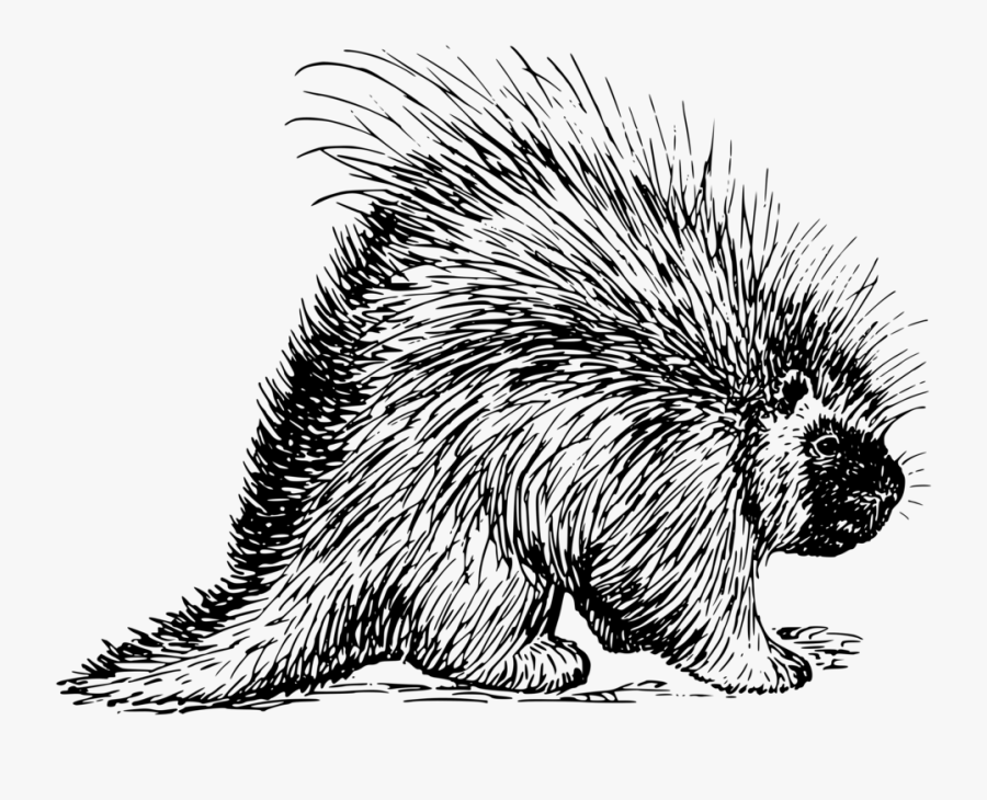 Porcupine,snout,wildlife - Porcupine Black And White Clipart, Transparent Clipart