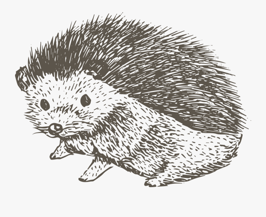 Clip Art Collection Of Free Drawing - Hedgehog Designs, Transparent Clipart