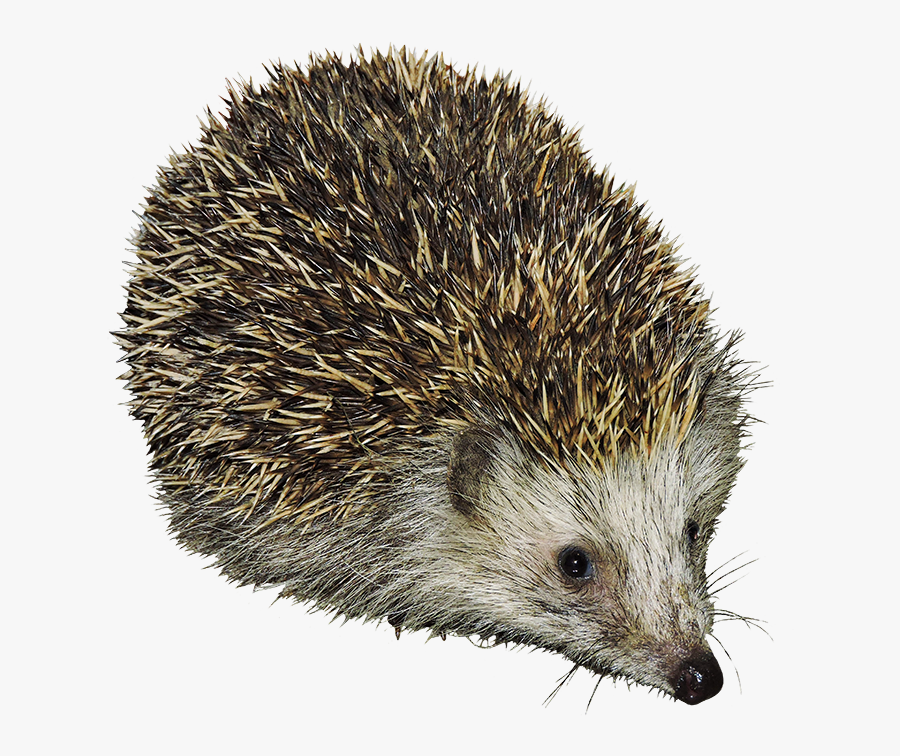 Transparent Hedgehog Clipart - Hedgehogs Clipart, Transparent Clipart