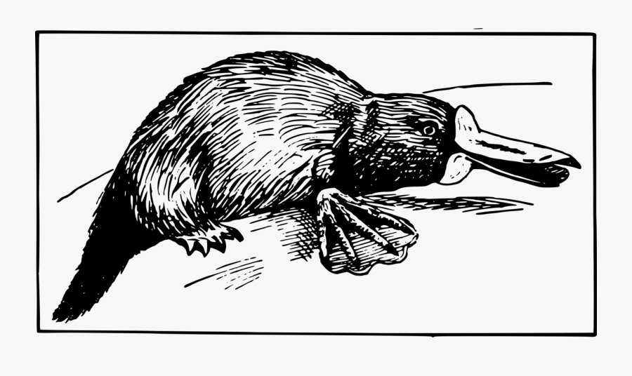 Porcupine,line Art,art - Illustration, Transparent Clipart