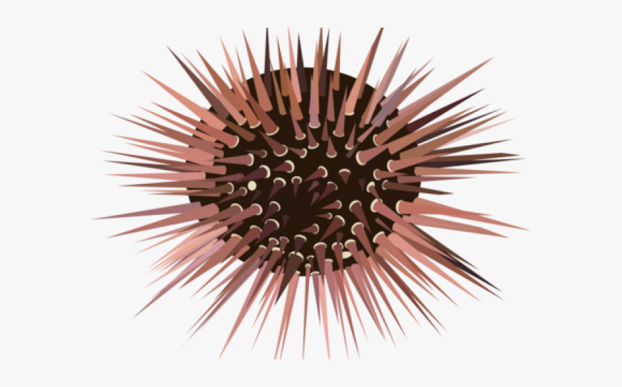 Porcupine Clipart Urchin - Free Sea Urchin Clipart, Transparent Clipart
