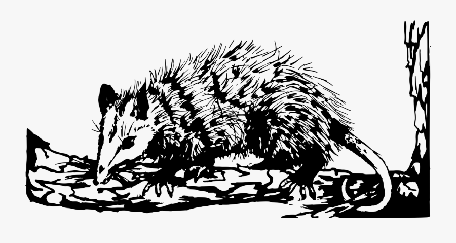 Porcupine,wildlife,art - Possum Clipart, Transparent Clipart