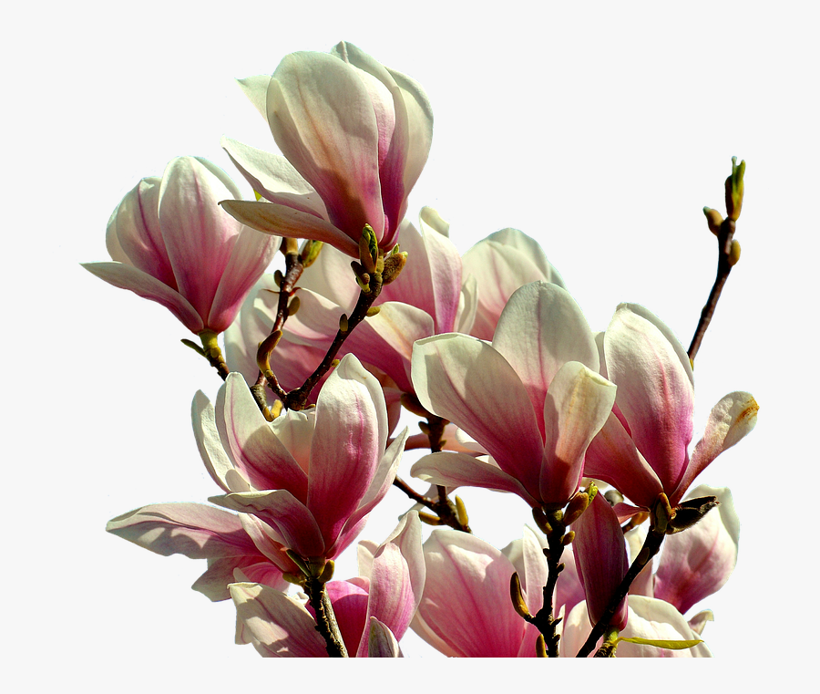 Magnolia Tree Png - Magnolia Png Transparent, Transparent Clipart