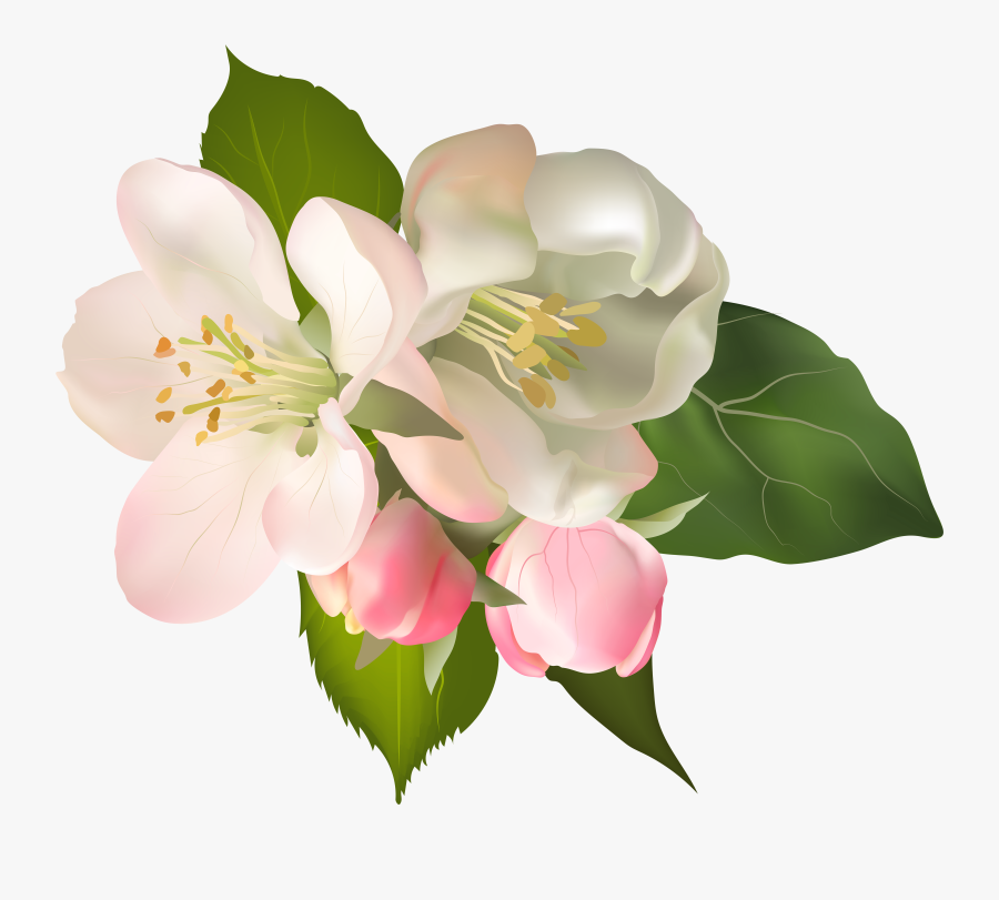 Blossom Spring Fower Png - Transparent Magnolia Clip Art, Transparent Clipart