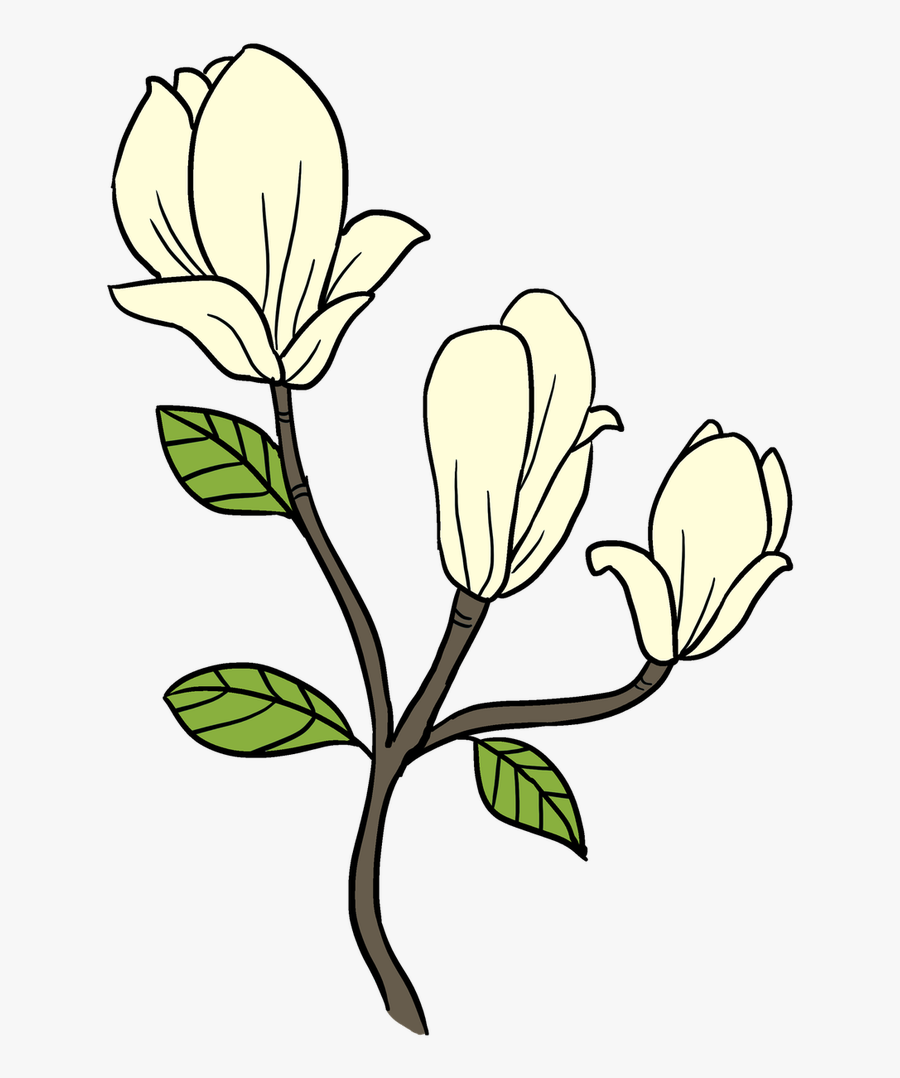 Clip Art How To Draw A Magnolia Flower - Magnolia Flower Drawing Easy, Transparent Clipart