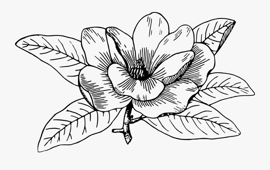 Symmetry,monochrome Photography,petal - Black And White Magnolia, Transparent Clipart