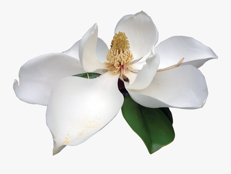 Magnolia White Magnolia White Flower Png- - White Magnolia Png, Transparent Clipart