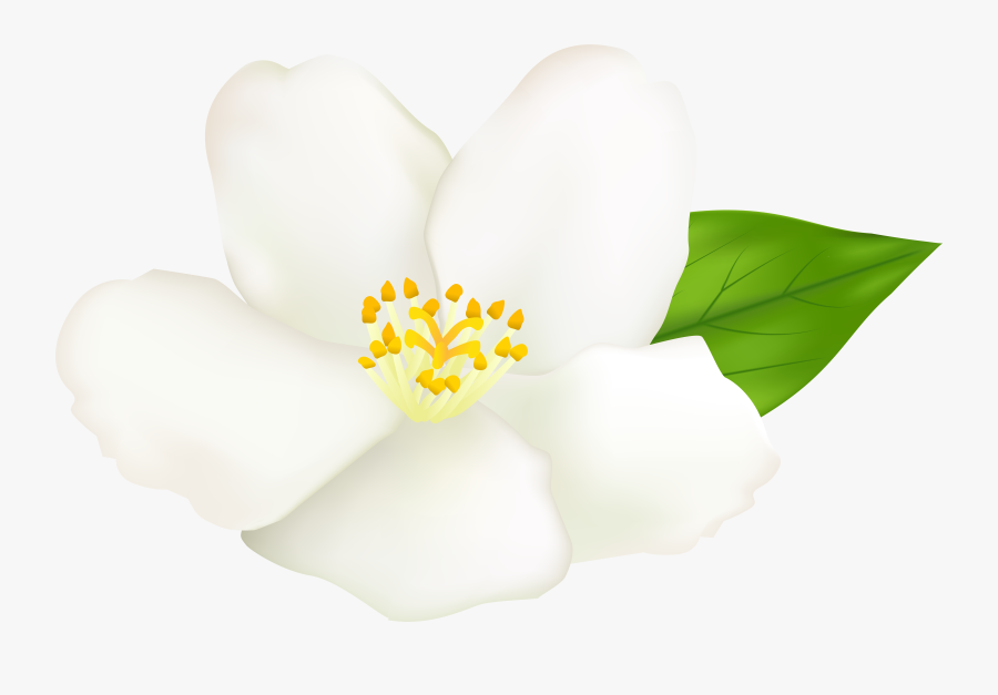 Magnolia Flower Clipart At Getdrawings - Free Clip Art White Magnolia, Transparent Clipart