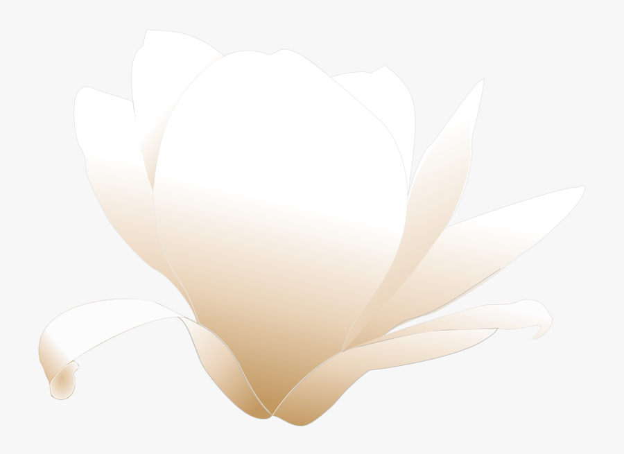 Magnolia White Patricia 03r - Magnolia Clip Art, Transparent Clipart