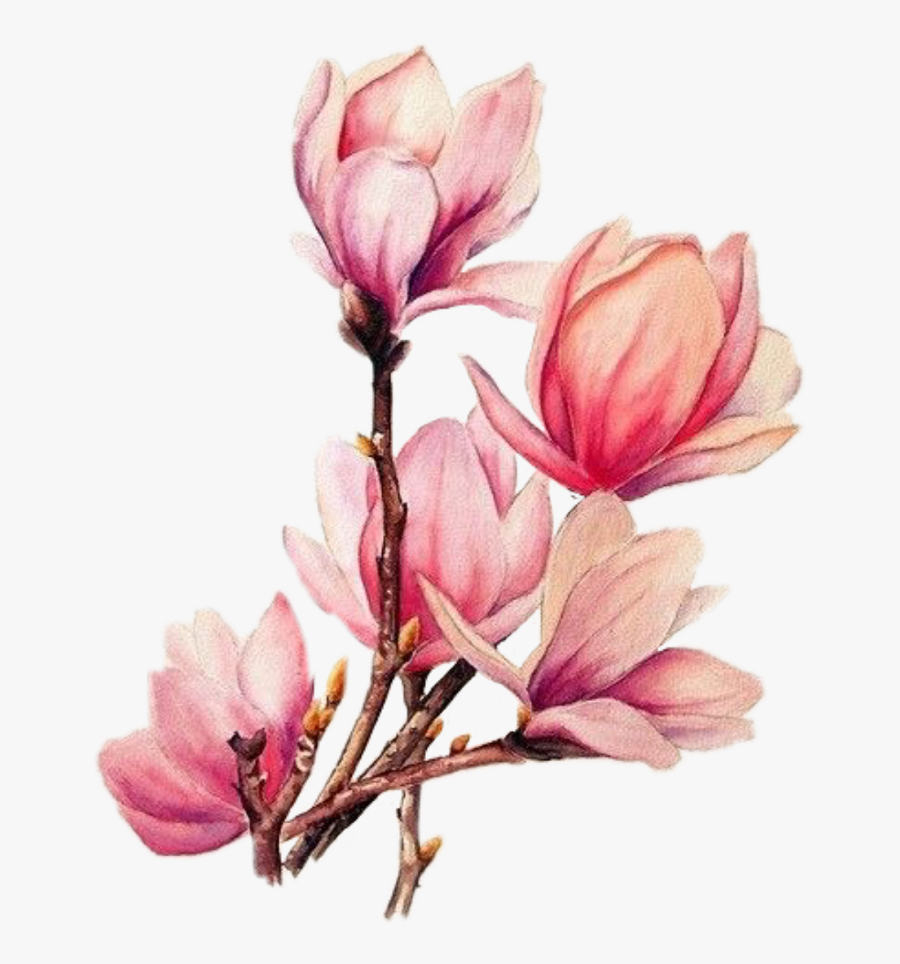 Tattoo Flower Branches Magnolia Watercolour Watercolor - Japanese Magnolia Flower Drawings, Transparent Clipart
