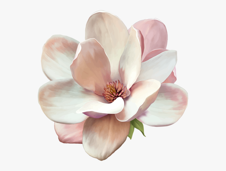 Magnolia Flower Png - Magnolia Clip Art Free, Transparent Clipart