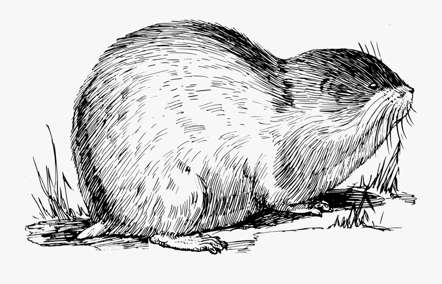 Porcupine,marine Mammal,wildlife Muskrat Black And White , Free