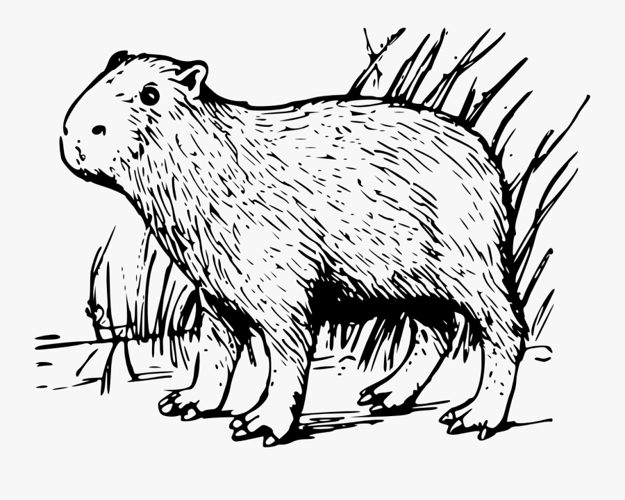 Free Capybara Coloring Pages - Capybara Coloring Pages, Transparent Clipart