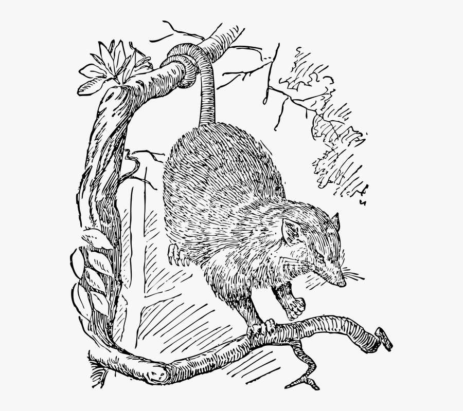 Opossum, Animal, Possum, Hanging, Wildlife, Marsupial - Van Gogh Cafe Possum, Transparent Clipart