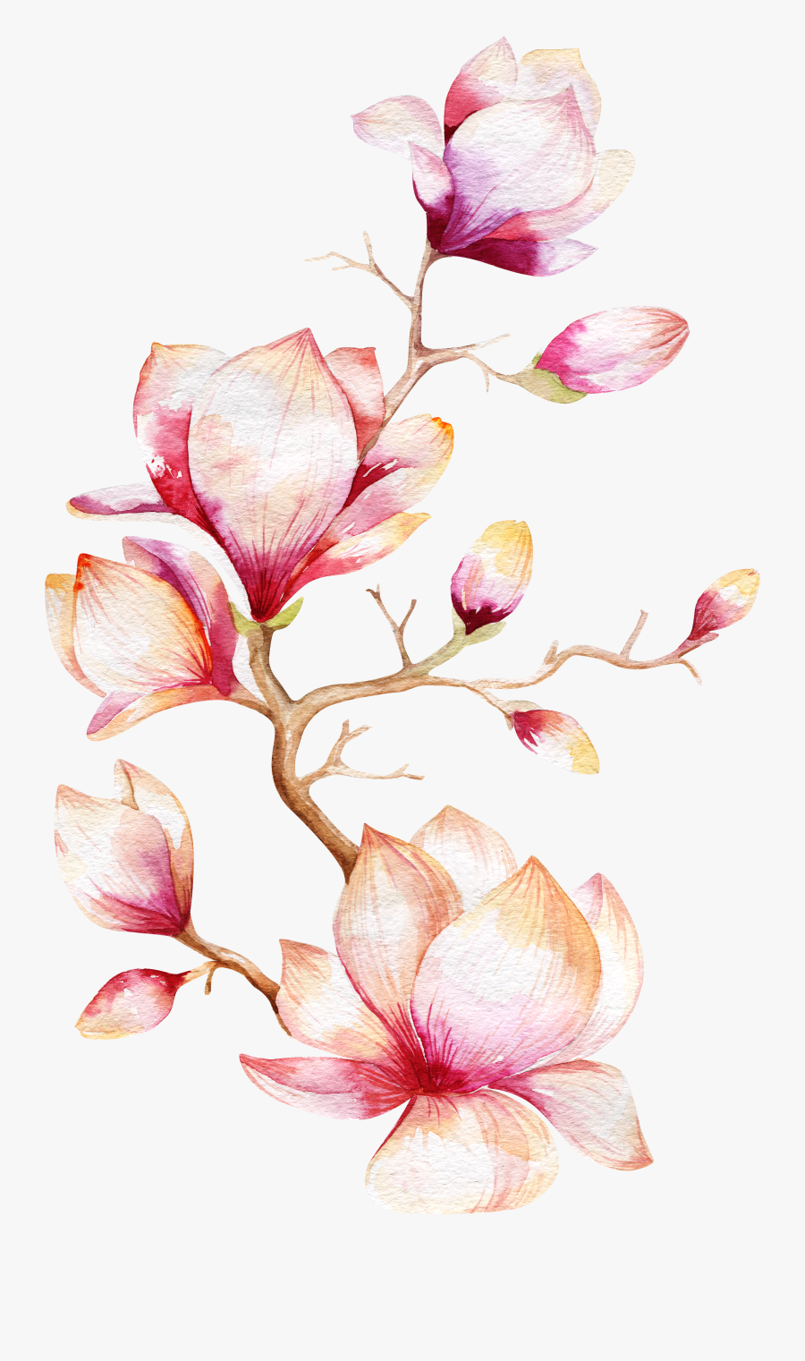 Flower Magnolia Tree Watercolor Painting Orchid Clipart - Watercolor Magnolia Png, Transparent Clipart