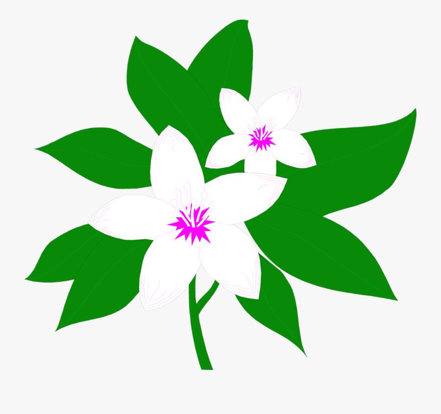 Flowers White Free Stock - Jasmine Flower Clipart, Transparent Clipart