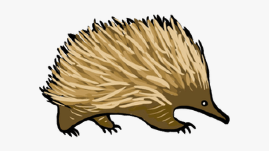 Echidna Clipart, Transparent Clipart
