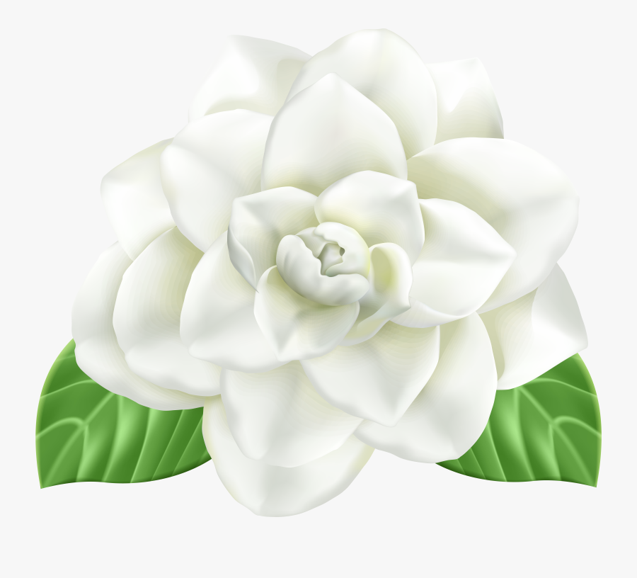 Magnolia Clipart Gardenia Flower, Transparent Clipart