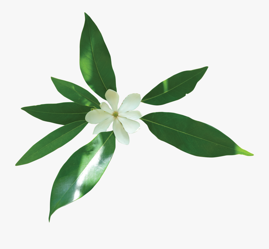 Sweetbay Magnolia Friends Of The Louisiana State Arboretum - Oleander, Transparent Clipart