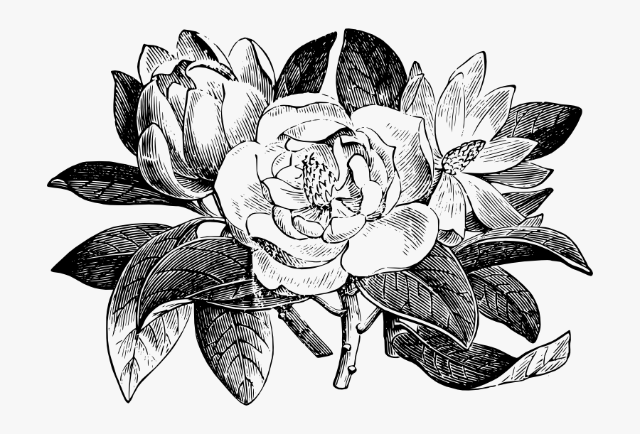 Magnolia Glauca From Semple Materia Medica Magnolia - Magnolia Line Drawing Png, Transparent Clipart