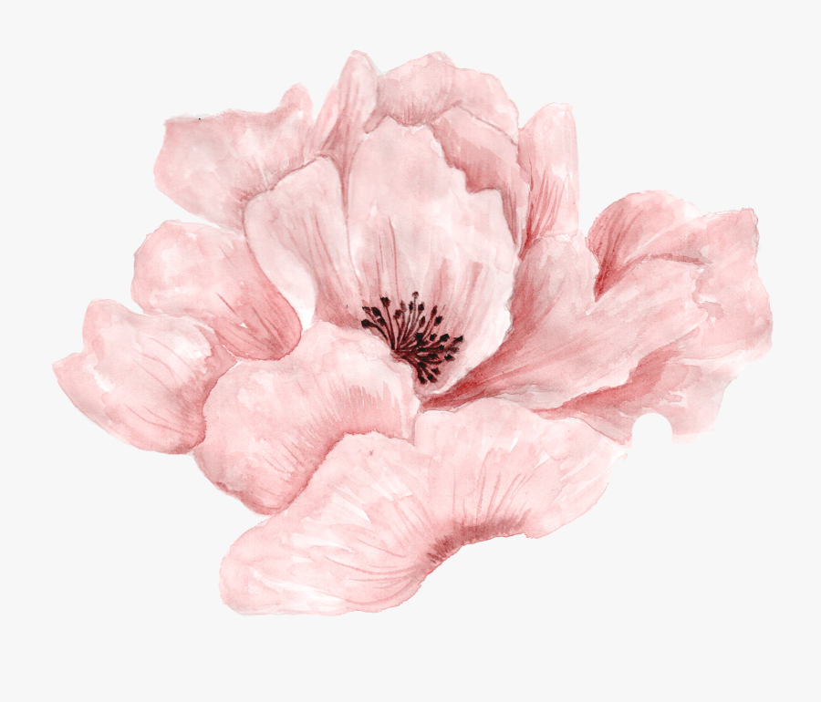 Magnolia Clipart Watercolor - Watercolor Pink Floral Png, Transparent Clipart