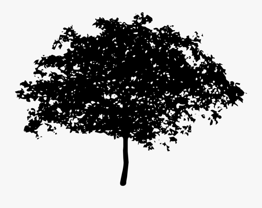 Tree Oak Magnolia Coast Redwood Clip Art - Black And White Tree Almond Tree, Transparent Clipart