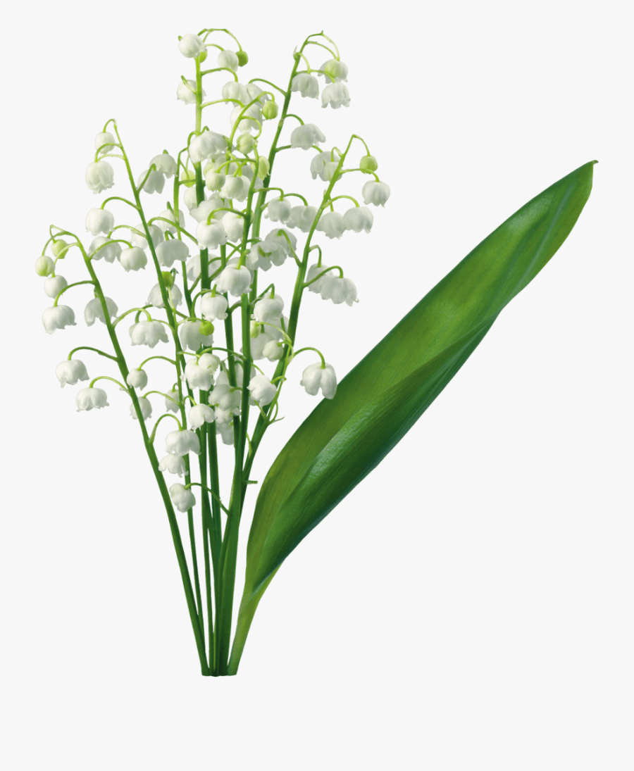 Transparent Lily Of The Valley Magnolia, Lily Of The - Lily Of The Valley Png, Transparent Clipart