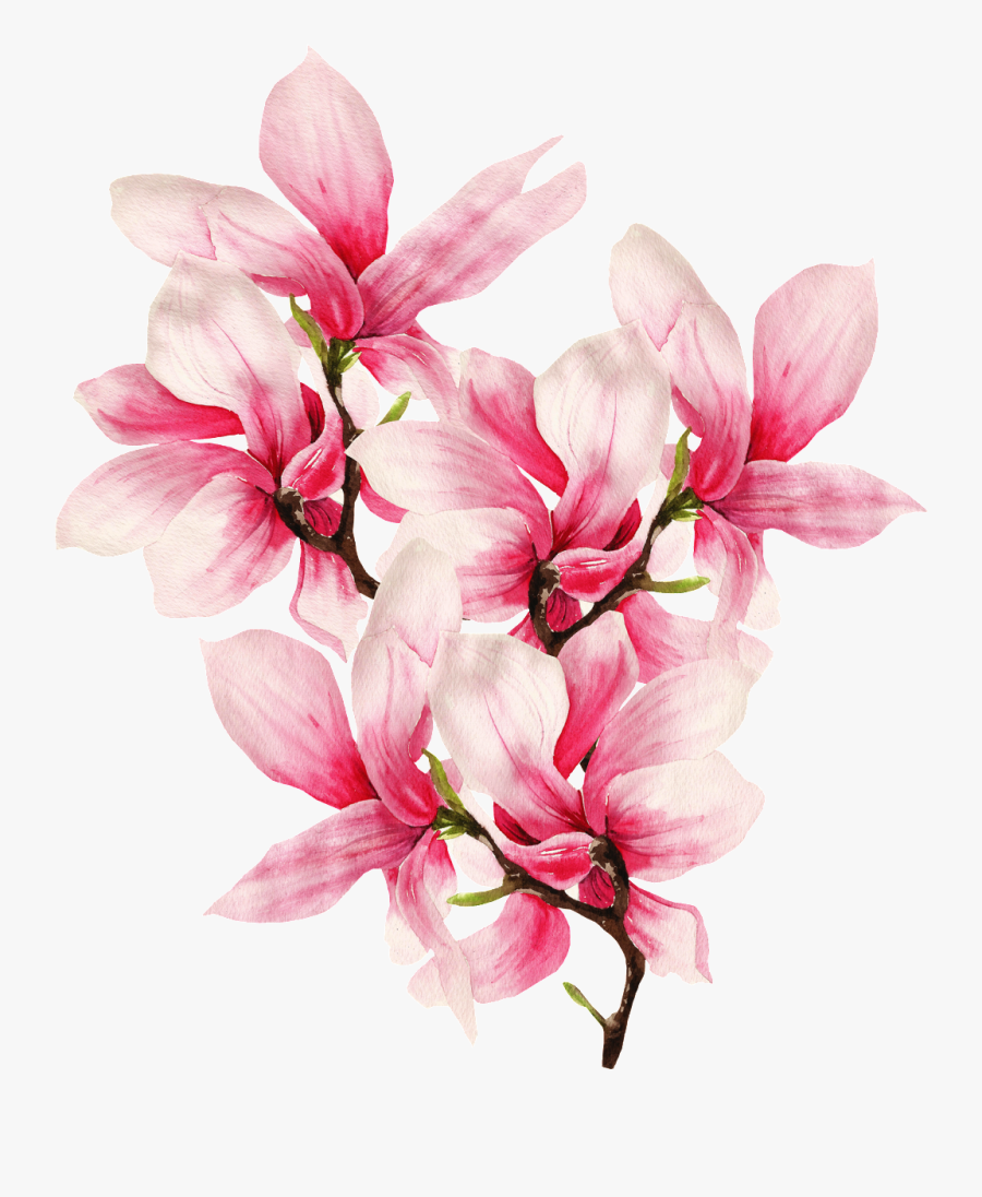 Transparent Magnolia Flower Png - Pink Flowers Drawing Watercolor, Transparent Clipart