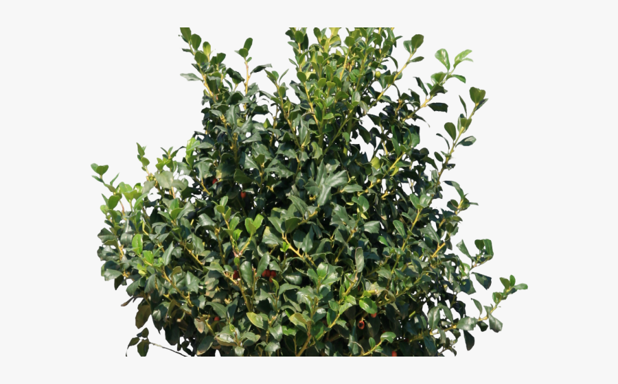 Transparent Southern Magnolia Clipart - Green Bush Png, Transparent Clipart