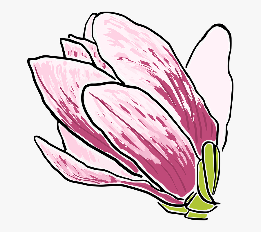 Magnolia Clipart Vector - Tulip, Transparent Clipart