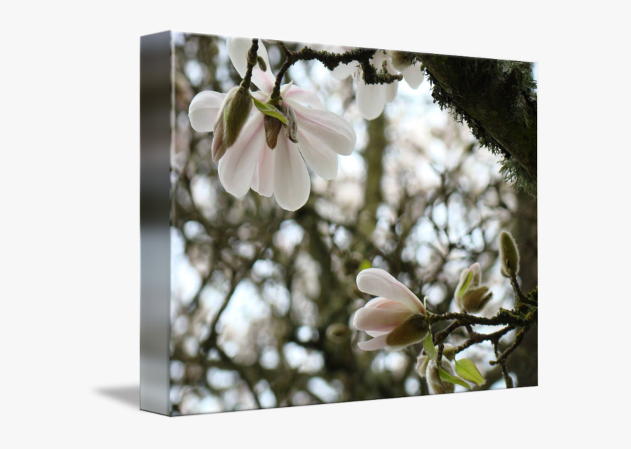 Clip Art Flower White Spring By - Magnolia, Transparent Clipart