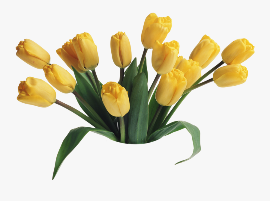 Transparent Magnolia Clipart Black And White - Good Morning Have A Nice Friday, Transparent Clipart