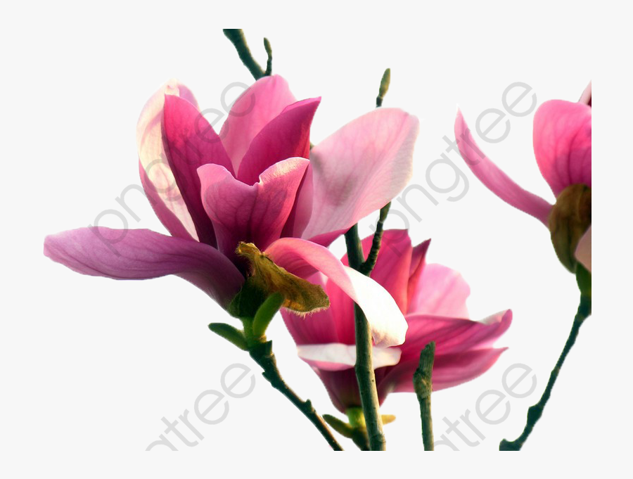 A Clipart Flowers Png - Chinese Magnolia, Transparent Clipart