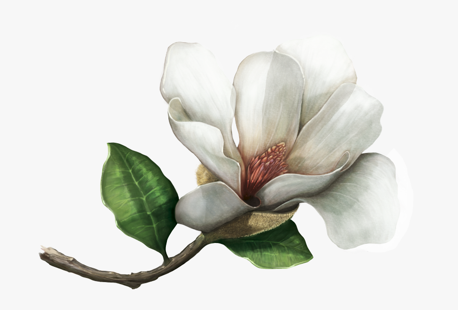 Los Herbarios Y Jardines Botánicos Preservan Muestras - Angiospermas Png, Transparent Clipart