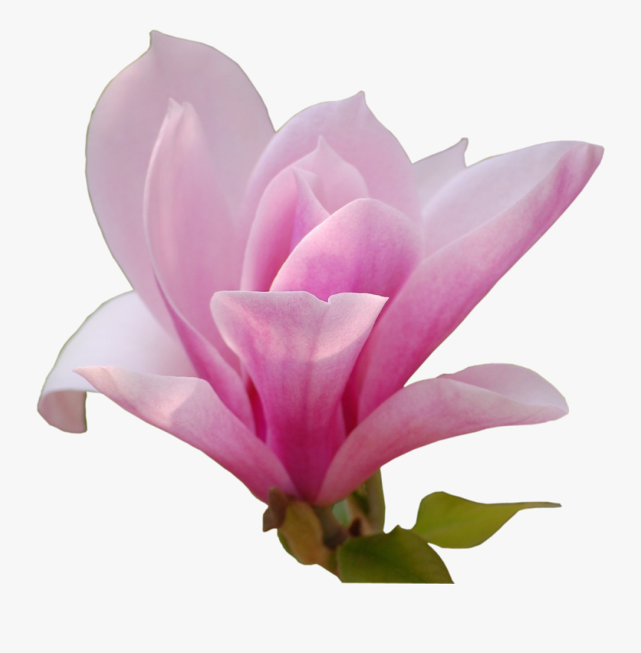 Chinese Magnolia - Magnolia Png, Transparent Clipart