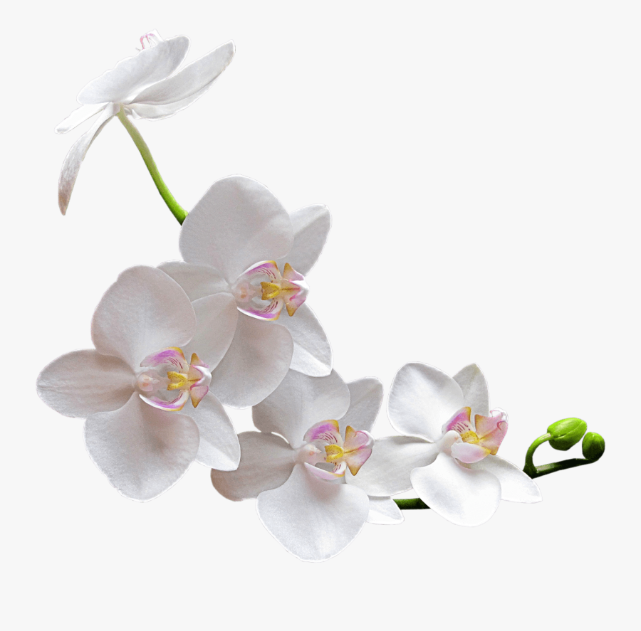 Transparent Magnolia Clipart Black And White - White Orchid Png, Transparent Clipart