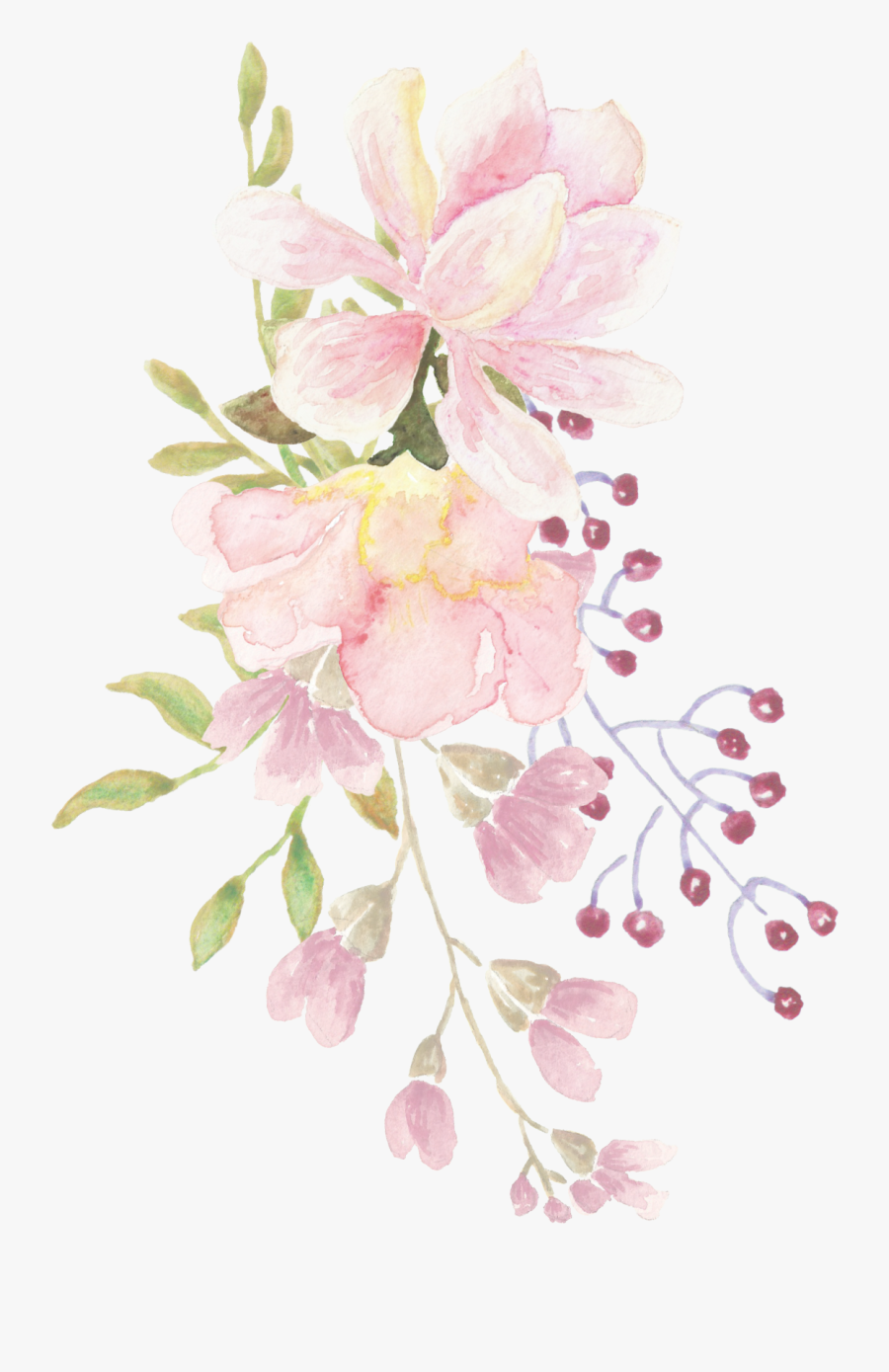 Orchid, Transparent Clipart