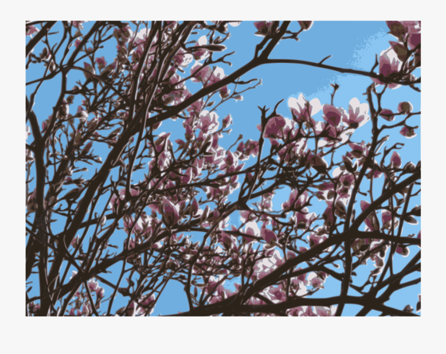 Plant,flower,blossom - Magnolia, Transparent Clipart