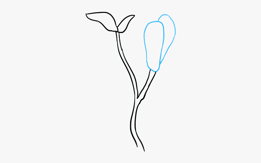 How To Draw Magnolia Flowers - Sketch, Transparent Clipart