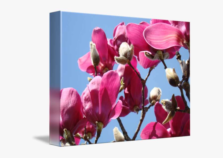 Clip Art Pink Magnolia Trees - Pink Magnolia Tree, Transparent Clipart