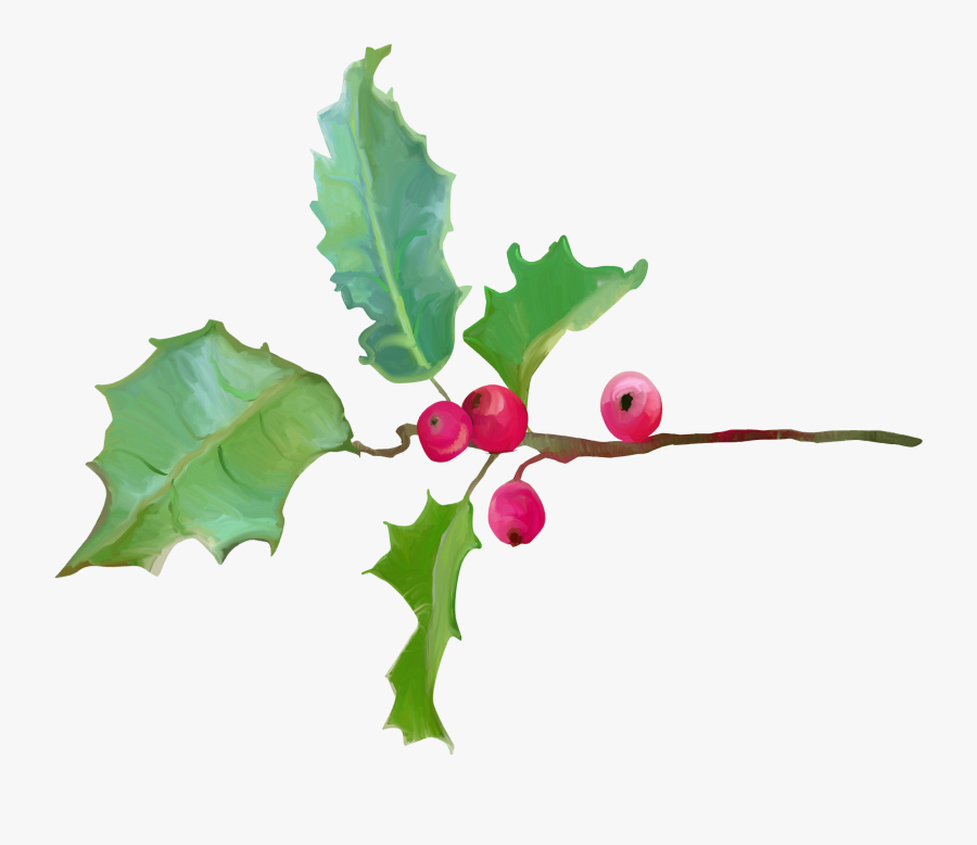 Comunes Acebo Ilex Crenata De Planta De Flor De Magnolia - American Holly, Transparent Clipart