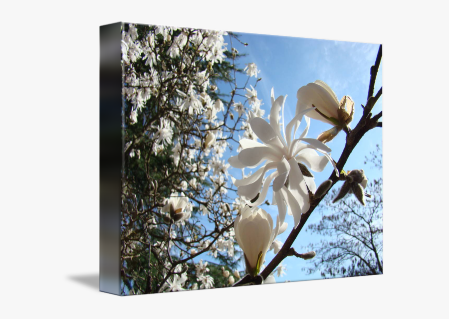 Drawing Spring Magnolia - Magnolia, Transparent Clipart