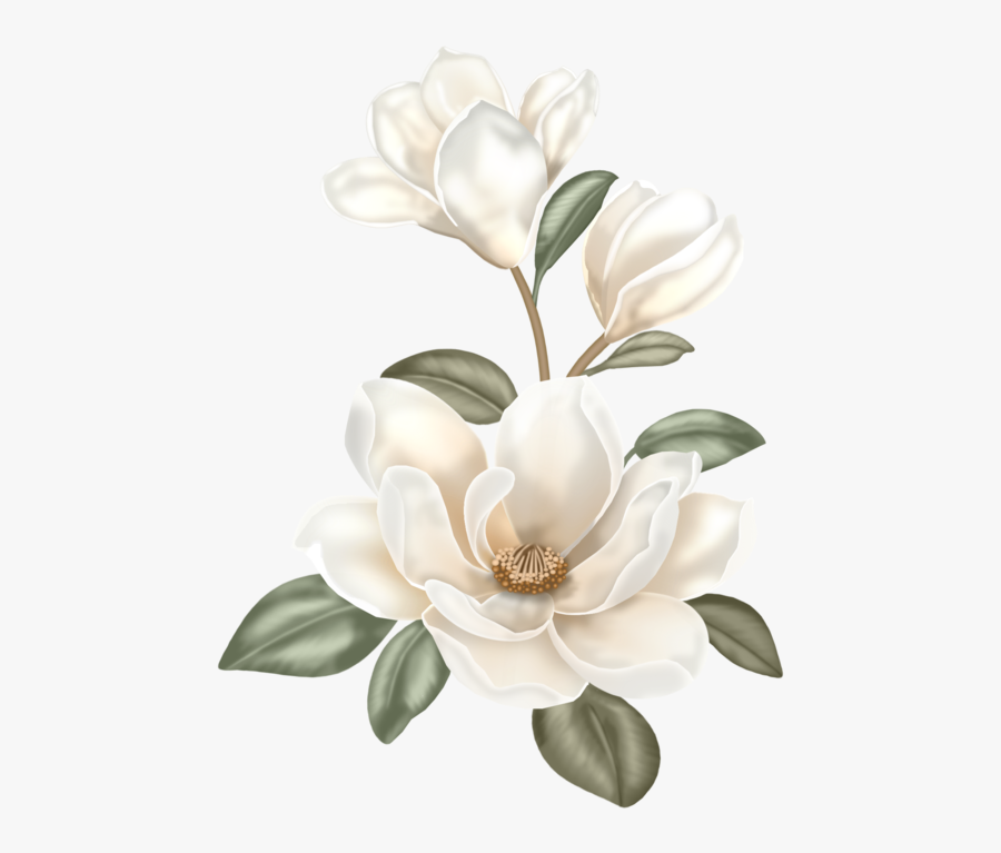 0 B91ab 1ff558ab Xl - Magnolia Clipart, Transparent Clipart