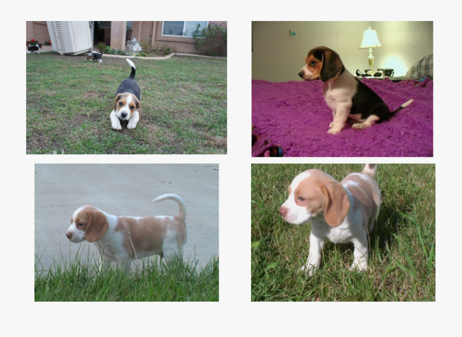 Clip Art Cute Beagle Puppies - Beagle, Transparent Clipart