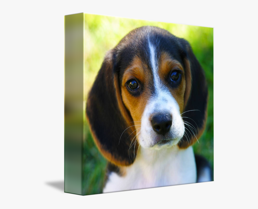 Clip Art Pictures Of Beagle Puppies - Harrier, Transparent Clipart